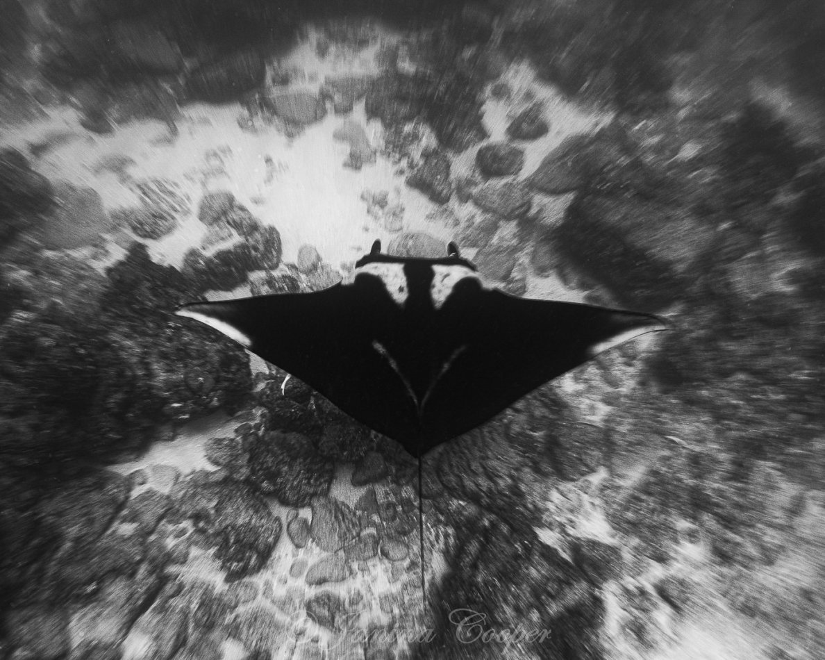Giant Manta gliding thru the water, Socorro Island, Mexico