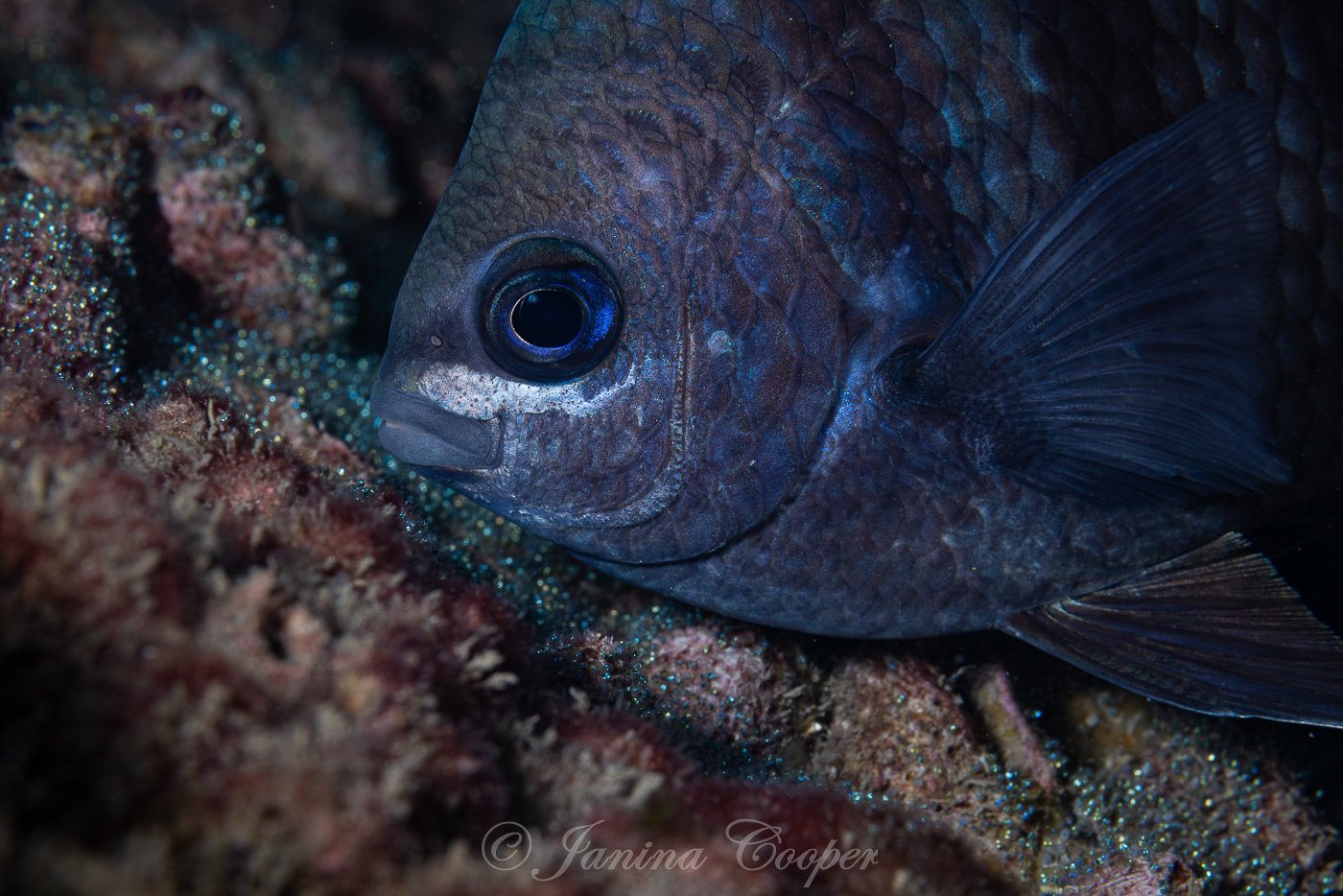 Male Sergeant Major tending to his clutch of eggs, Riviera Beach, Florida, USA