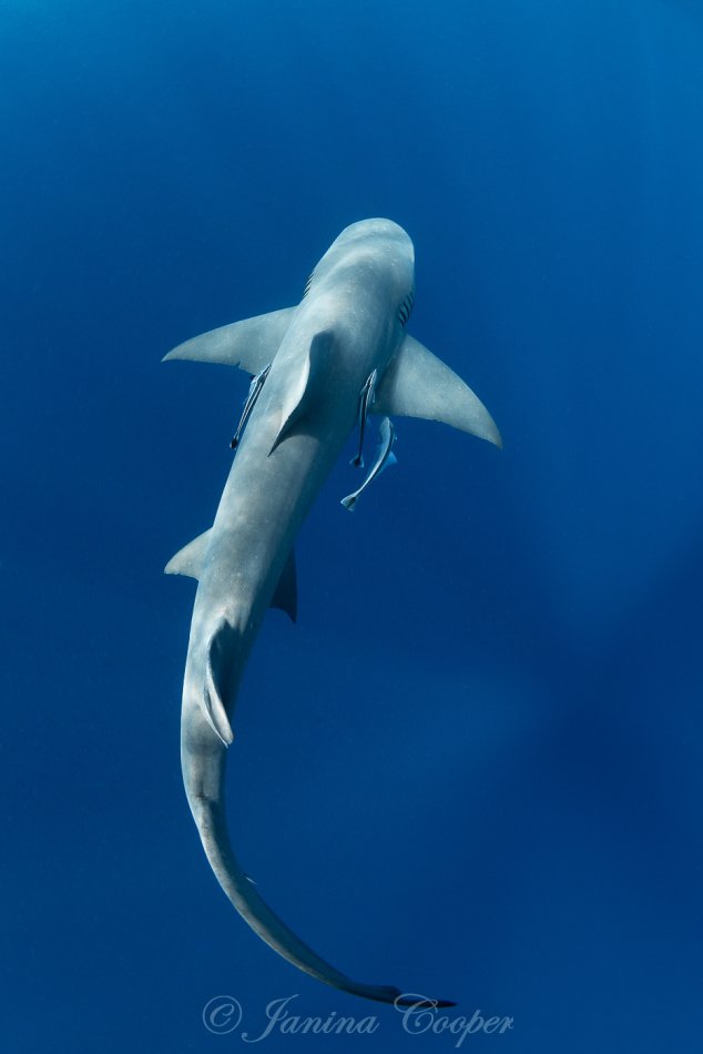 Lemon Shark and Sunbeams, Florida, USA