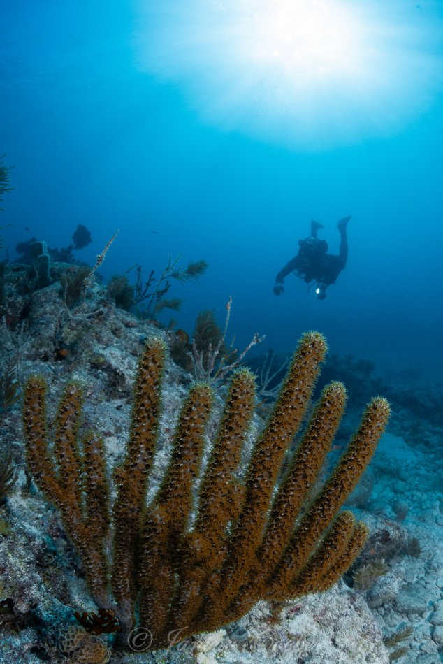 Exploring the Reef, Key Largo, Florida, USA