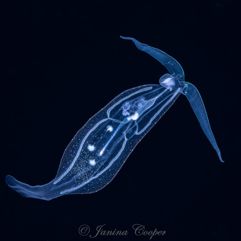 Pelagic Nudibranch Encounter in the Gulf Stream, Florida, USA