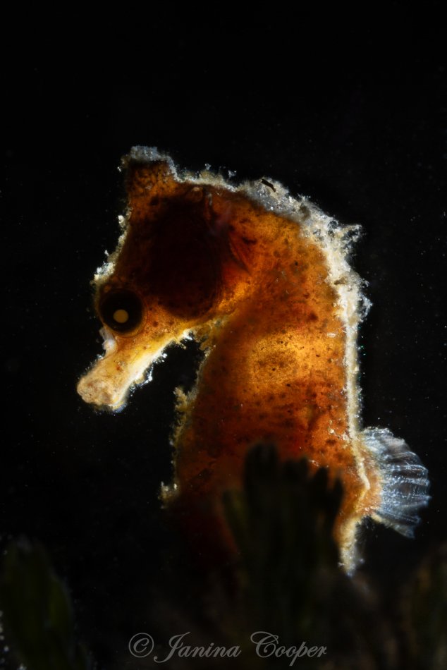 Dwarf Seahorse in just a few feet of Water, Florida, USA