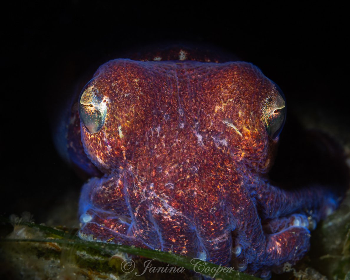 Stubby Squid in Puget Sound, Washington State, USA
