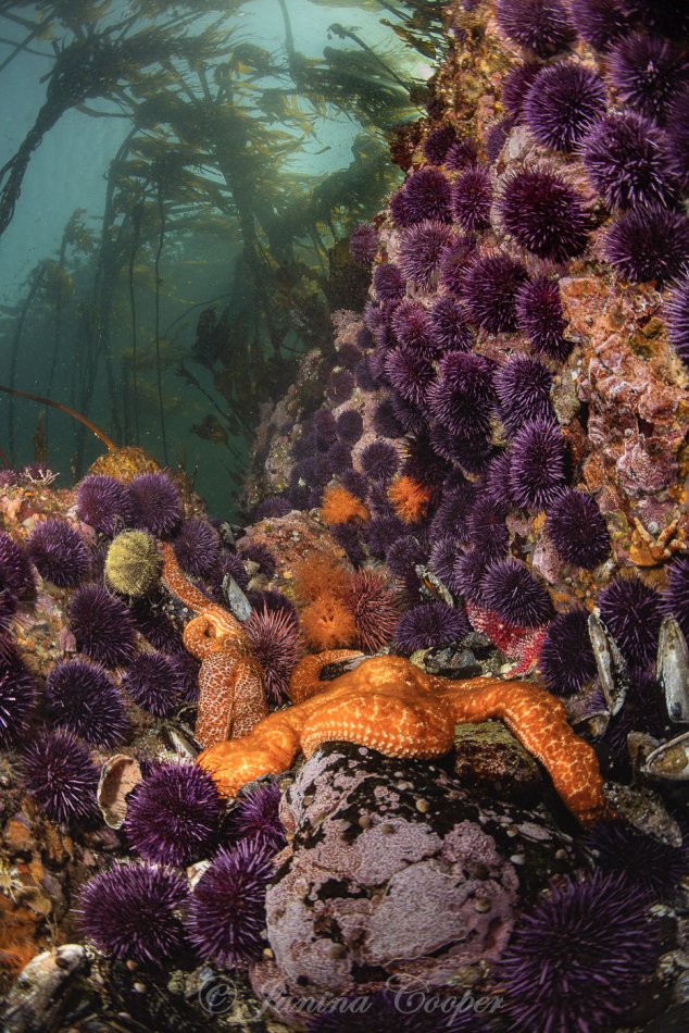Urchin Canyon in the Kelp Forest, Washington State, USA