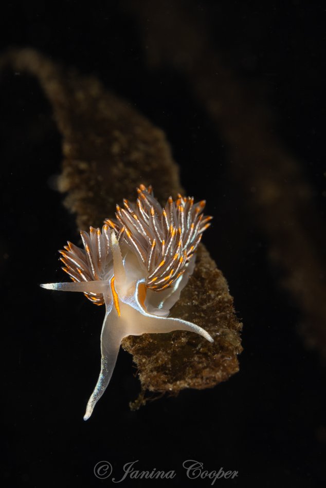Opalescent Nudibranch during a late summer congregation, Elliot Bay, Washington State, USA