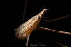 Arrow Crab in the Spotlight, Riviera Beach, Florida, USA