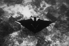 Giant Manta gliding thru the water, Socorro Island, Mexico