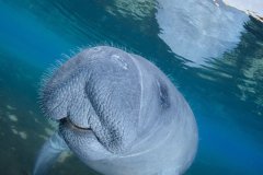 Juvenile Manatee saying Hello, Florida, USA