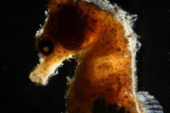 Dwarf Seahorse in just a few feet of Water, Florida, USA