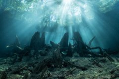 Morning Light and Cypress Trees, Florida, USA