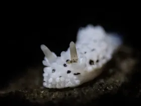 Salt Pepper Nudibranch (Aegires albopunctatus)
