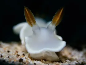 Yellow Margin Nudibranch (Ardeadoris angustolutea)