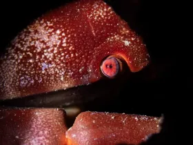 Convex Crab (Carpilius convexus)