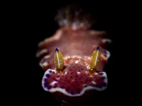 Kangaroo Nudibranch (Ceratosoma tenue)