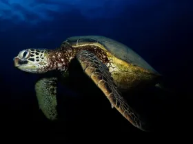 Hawaiian Green Sea Turtle (Chelonia mydas)