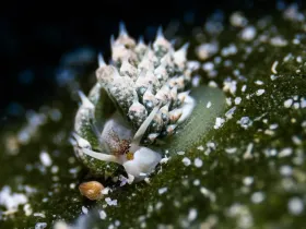Shaun the Sheep Slug (Costasiella kuroshimae)