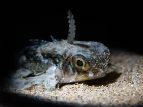 Oriental Flying Gurnard (Dactyloptena orientalis)