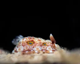 Denisons-Nudibranch (Dendrodoris krusensternii)