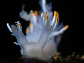White Dendronotus (Dendronotus albus)