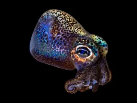 Hawaiian Bobtail Squid (Euprymna scolopes)