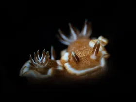 White Margin Nudibranch (Glossodoris rufomarginata)