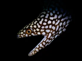 Whitemouth Moray (Gymnothorax meleagris)