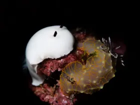 Fellows-Nudibranch ( Hiatodoris fellowsi), Gold Lace Nudibranch (Halgerda terramtuentis)