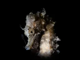 Common Seahorse (Hippocampus kuda)