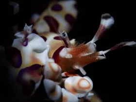 Harlequin Shrimp (Hymenocera picta)