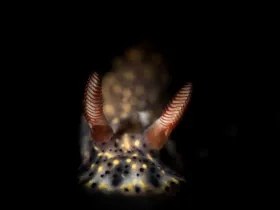 Painted Nudibranch (Hypselodoris infucata)