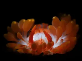 Cockrells Dorid (Limacia cockerelli)