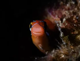 Ewa Fang Blenny (Plagiotremus ewaensis)