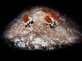 Speckled Platydoris (Platydoris formosa)