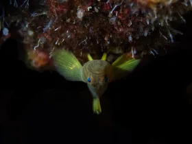 Golden Green Goby (Priolepis aureoviridis)