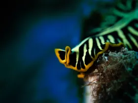 Tiger Flatworm (Pseudobiceros cf. dimidiatus)