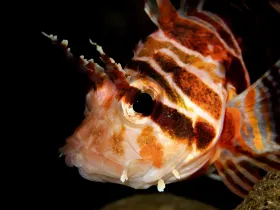 Red-Hawaiian Lionfish (Pterois sphex)