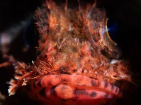 Lowfin Scorpionfish (Scorpaenodes parvipinnis)
