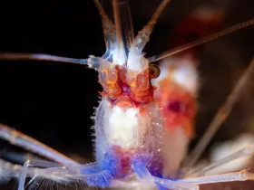 Banded Coral Shrimp (Stenopus hispidus)