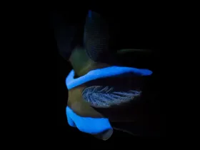 Gloomy Nudibranch (Tambja morosa)
