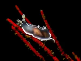 Diamondback Tritonia (Tritonia festiva)
