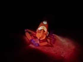 Imperial Shrimp (Zenopontonia rex)