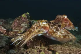 Mating cuttlefish