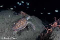 NIGHT OUT ON THE REEF