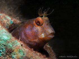 Seaweed Blenny, Blue Heron Bridge, Riviera Beach, FL