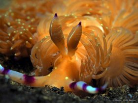 Dragon Nudibranch, Pteraeolidia semperi, Lembeh, Indonesia