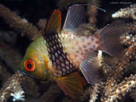 Pajama Cardinalfish, Lembeh, Indonesia
