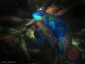 Mating Mandarinfish,  Lembeh, Indonesia