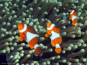 False Clownfish, Lembeh, Indonesia