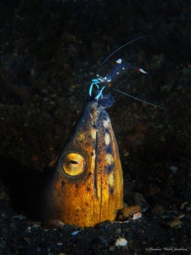 Black-Saddle Snake-Eel and Magnificent Anemone Shrimp,  Lembeh, Indonesia