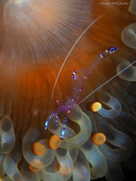 Sarasvati Anemone Shrimp in Hoplites Corallimorph,  Lembeh, Indonesia
